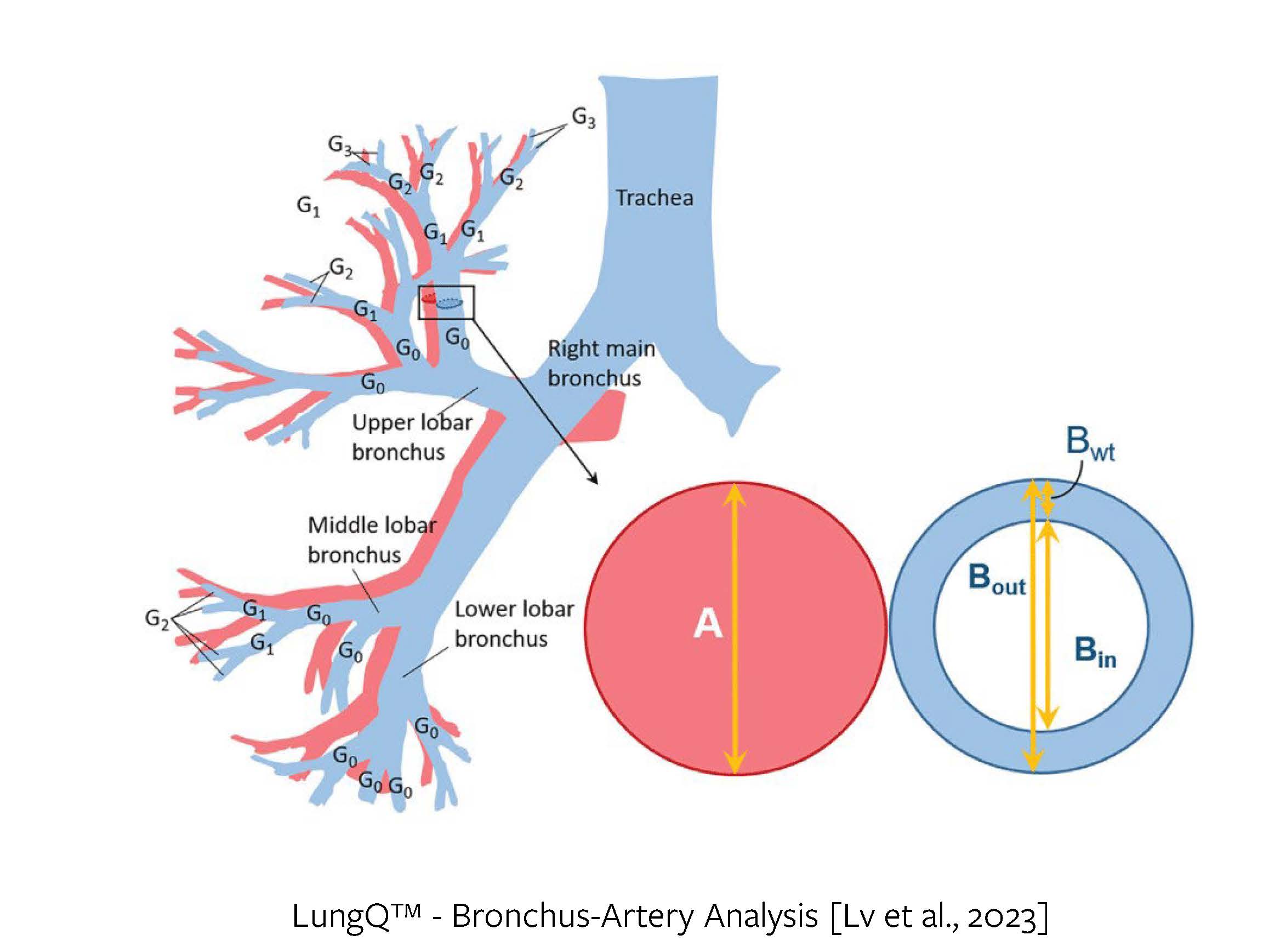 Bronchus-artery analysis algorithm measurements